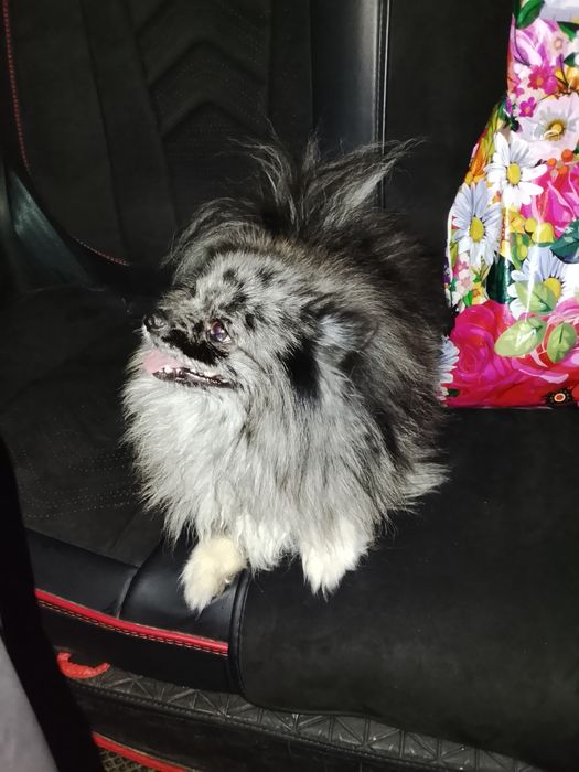 Шпиц померанский