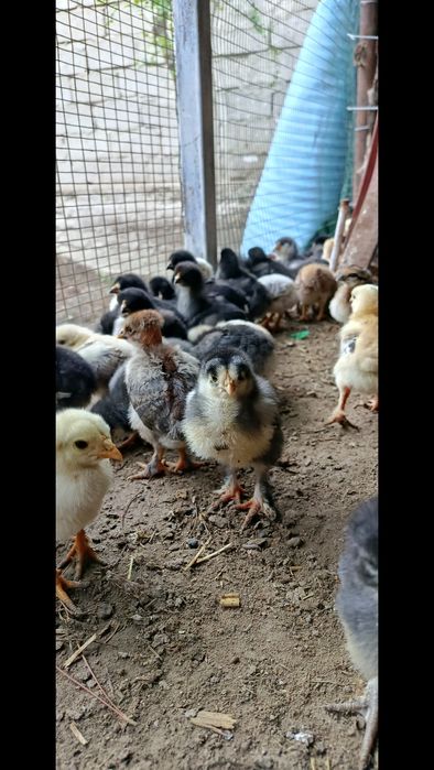 Продаются циплята