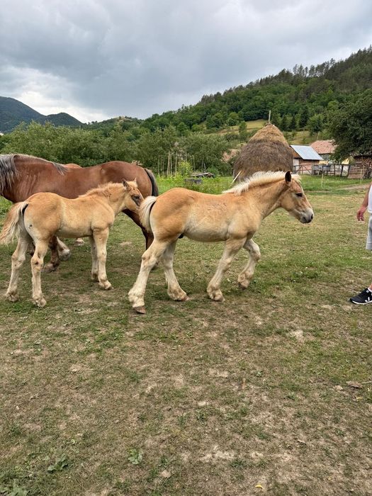 Vând iapă gestanta și doi mânzi