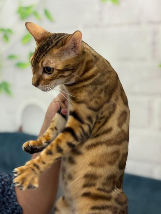 Продаю бенгальского котенка 2 месяца