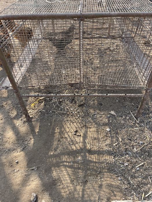 Клетка товук сетка сотилади