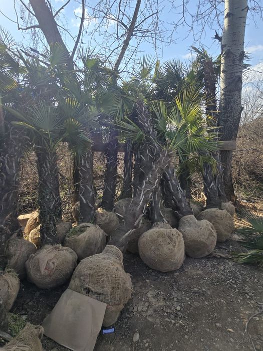 Palmieri  Trachycarpus fortunei / Maslini