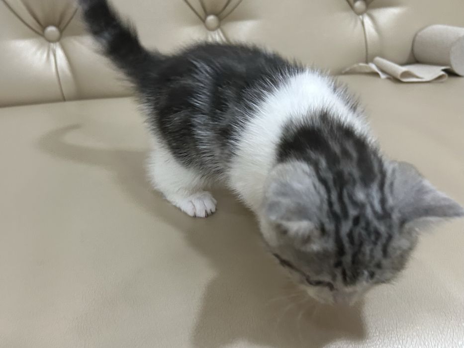 Мысық сатылады шотландские