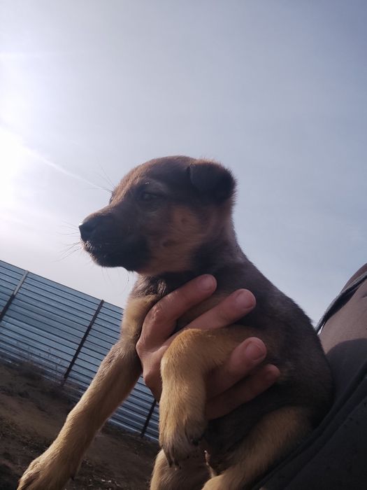 Щенки в добрые руки