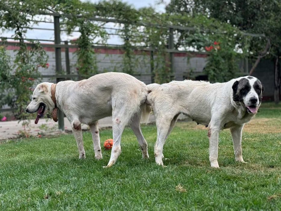 Тобет , сучка щенок