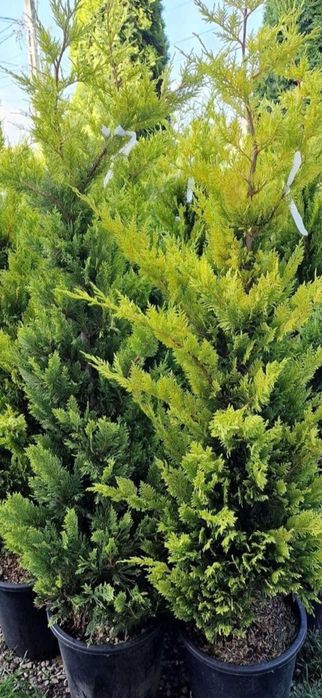 Plante ornamentale  pentru garduri vii