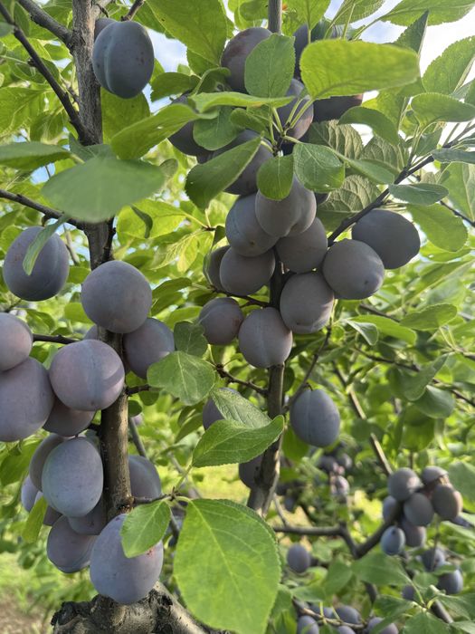 Vand prune centenar