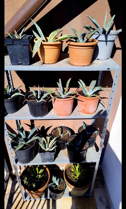 De vânzare agave, americane și albastre.