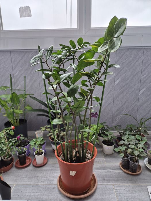 Долларовое дерево