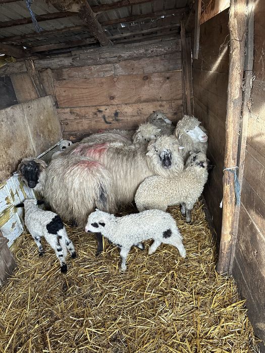 De vanzare 6 oi tinere cu miei