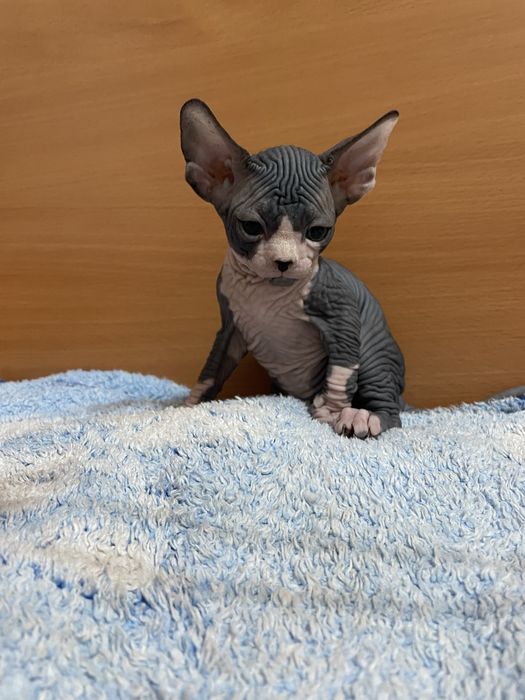 Котята канадского сфинкса