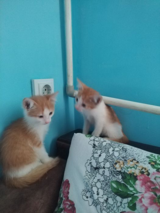 Отдам в хорошие руки