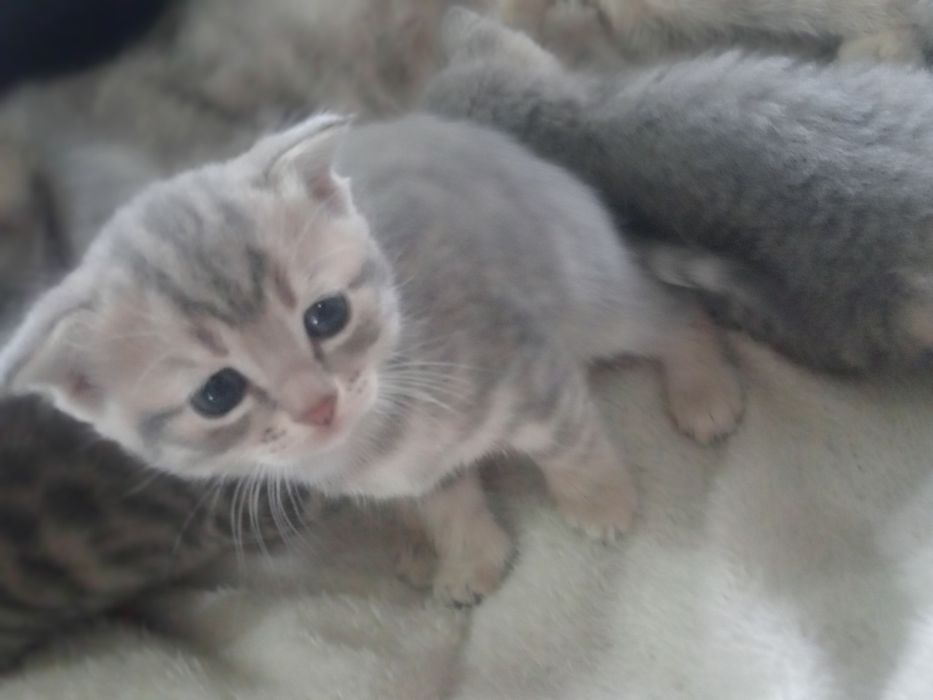 Котята Британцы в добрые рукии