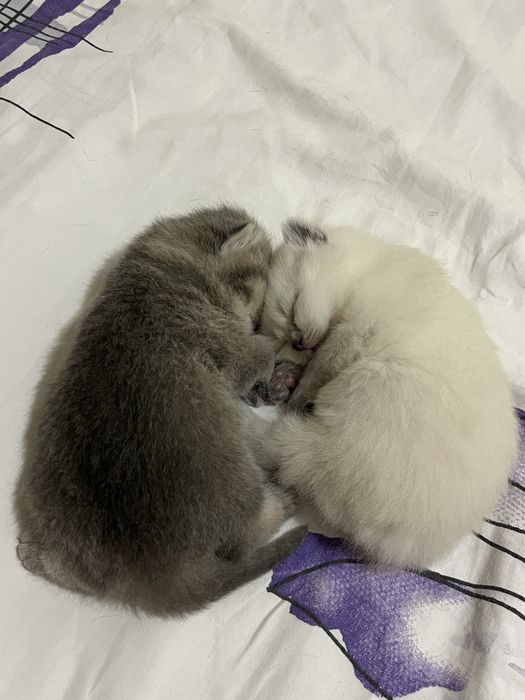 Шотландские котята