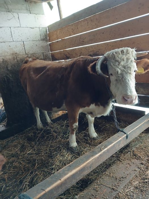 Vaca de vânzare.   .