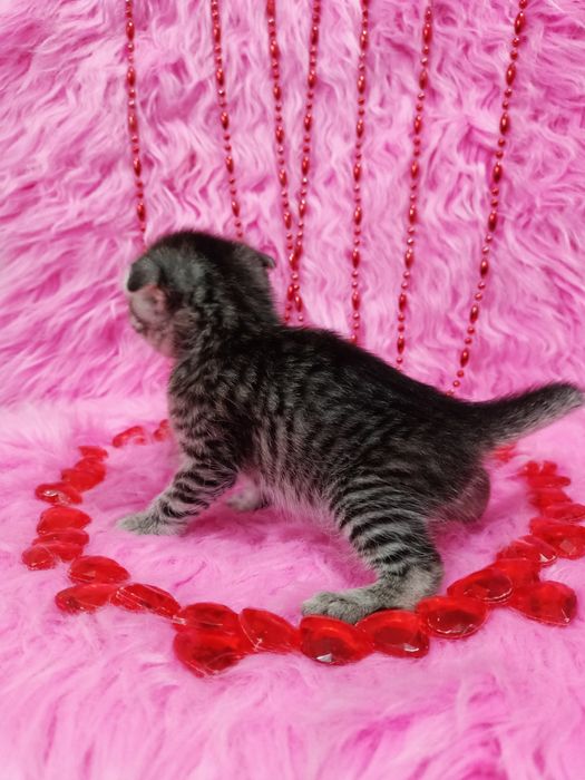 Продам вислоухих шотландцев