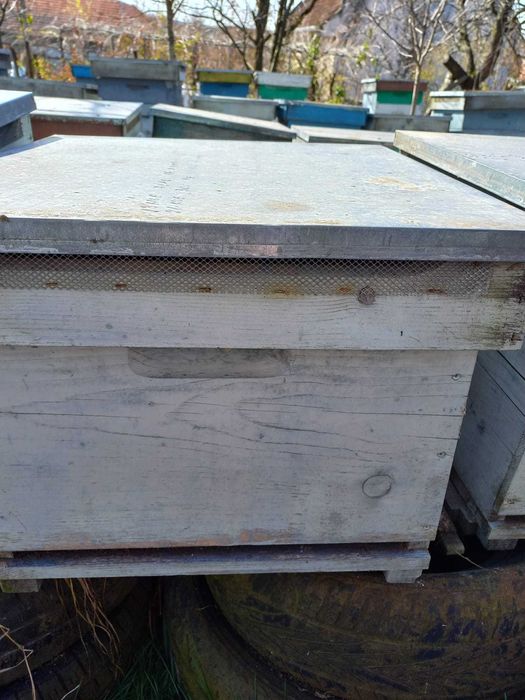 Vand lazi de albine 12 rame+magazii 1/2