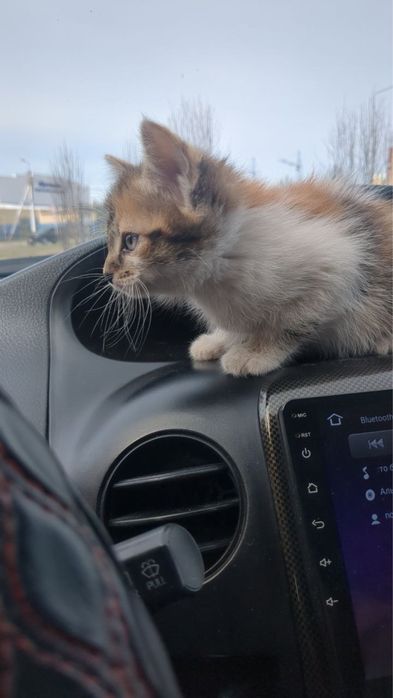 Отдам котенка в добрые руки