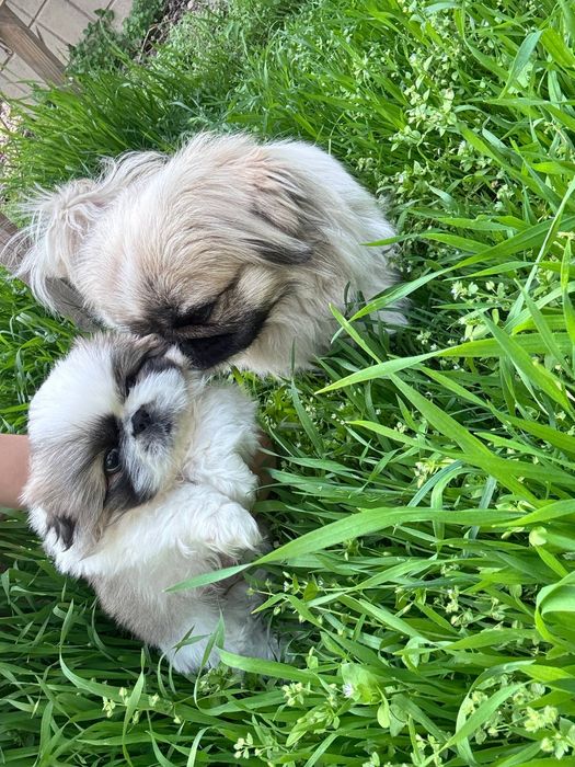 Щенок породы пекинес