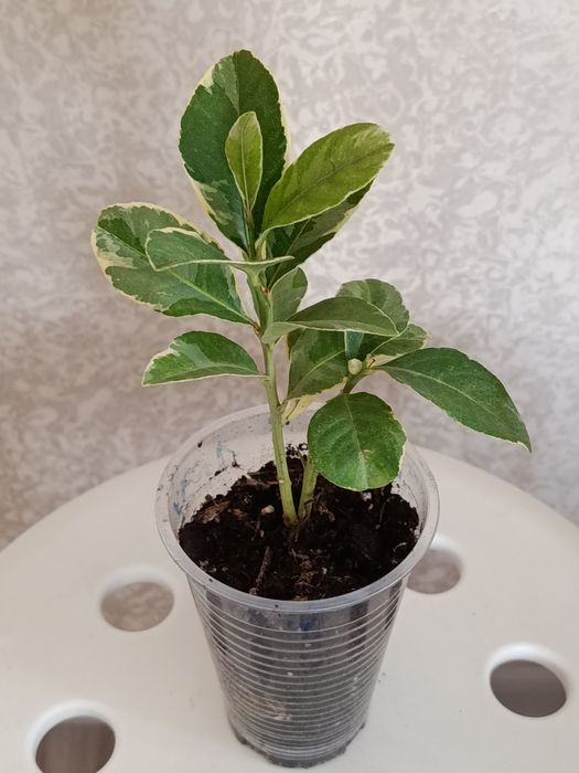 Продам комнатные цветы