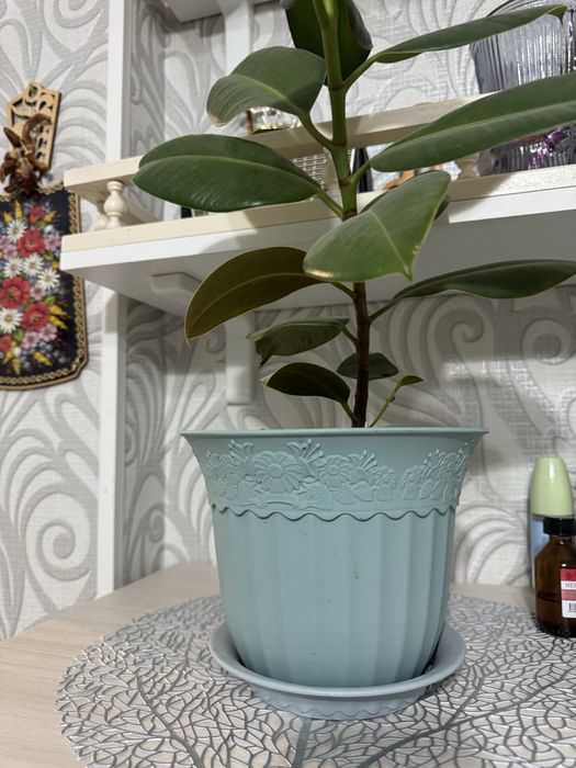 Цветы/Комнатные растения