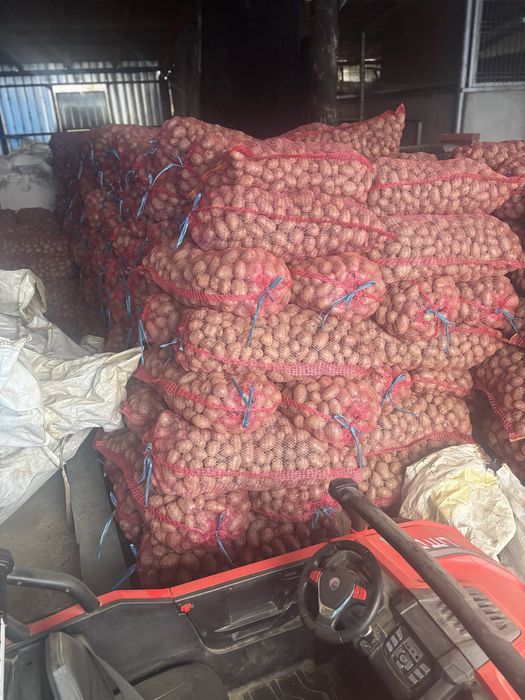 Vand samanta cartofi rosu bellarosa