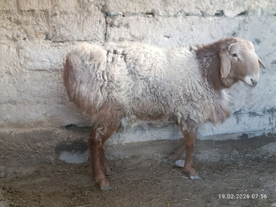 Кошкара продаммм