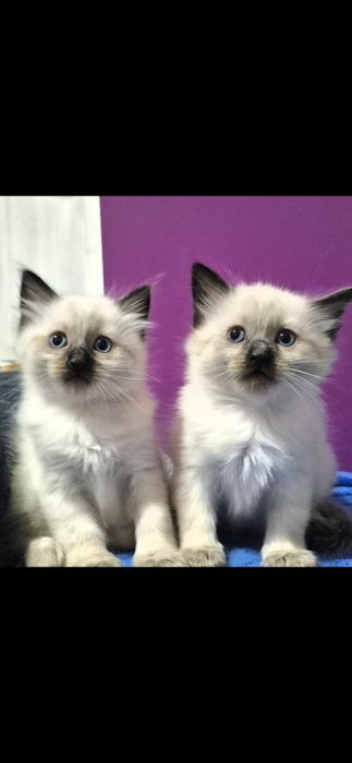 i pisica birmaneza  de rasa / mic