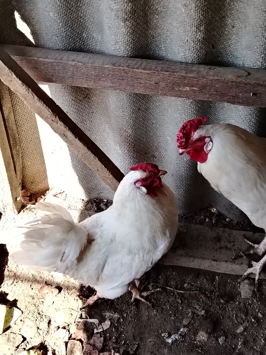 Қораздар сатылады