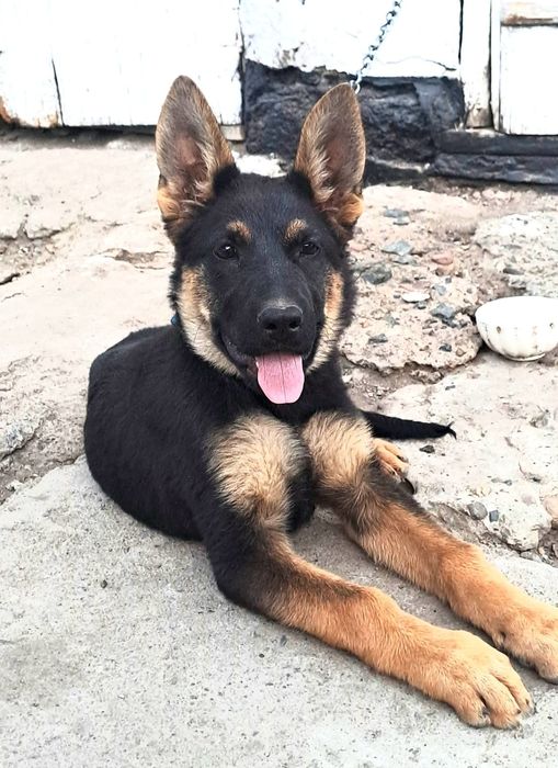 Животное овчарка