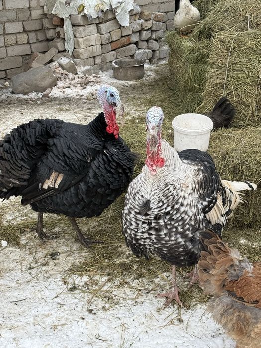 Продам индюков молодых