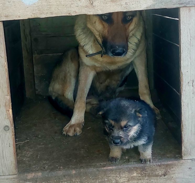 Продам овчарка щенок