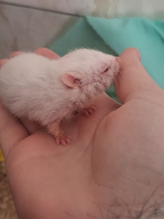 Продам Сирийских хомячат