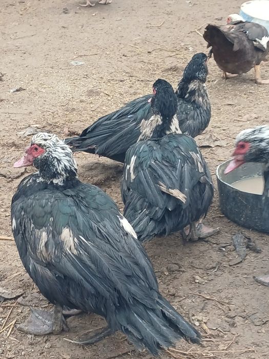 Индоутка сатамын.