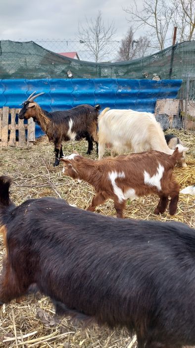 Capre tinere cu iezi