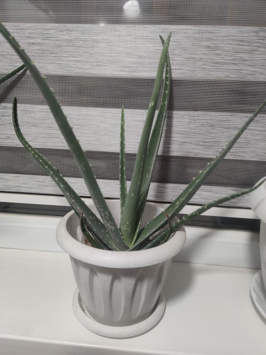 Алоэ вера (лечебный)