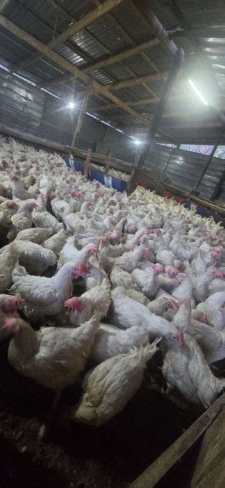 Куры несушки Легерн