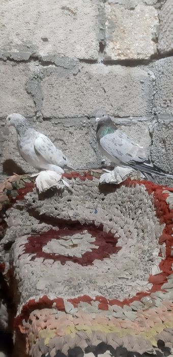 Продаются челкари