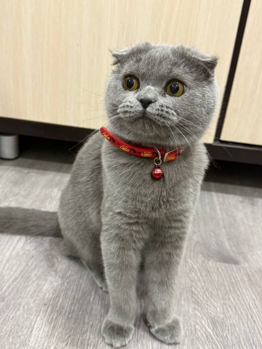 Scottish Fold mushugi sotiladi
