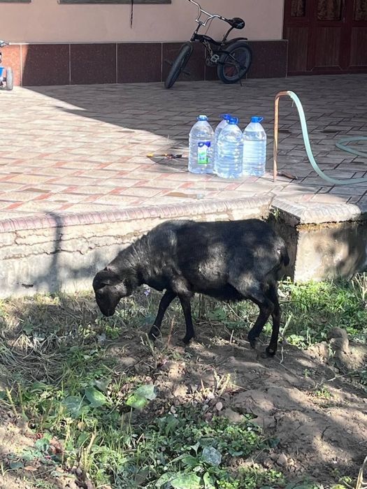 Романов куйлари Сотилади.