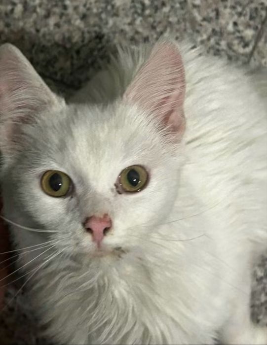 Подарявам котенце