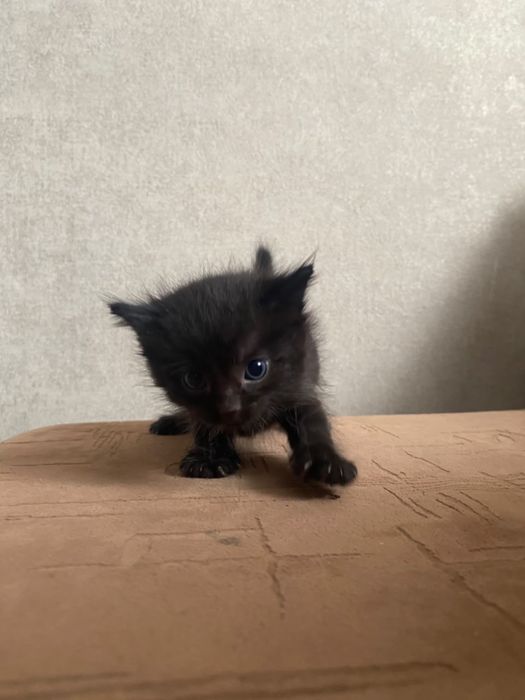 Котенок девочка