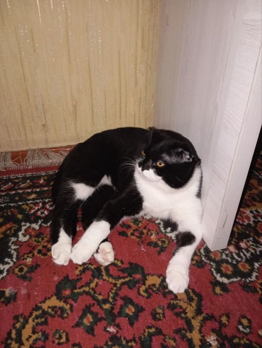 скоттиш фолд uy mushugi