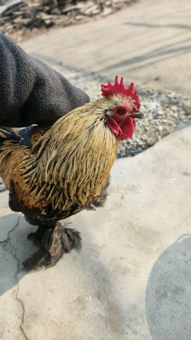 Sotiladi kami bor. Sogʻlom olganimdan beri hali kasal boʻlgani yoʻq