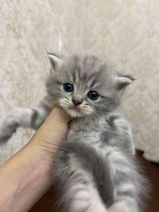 Продаются котята