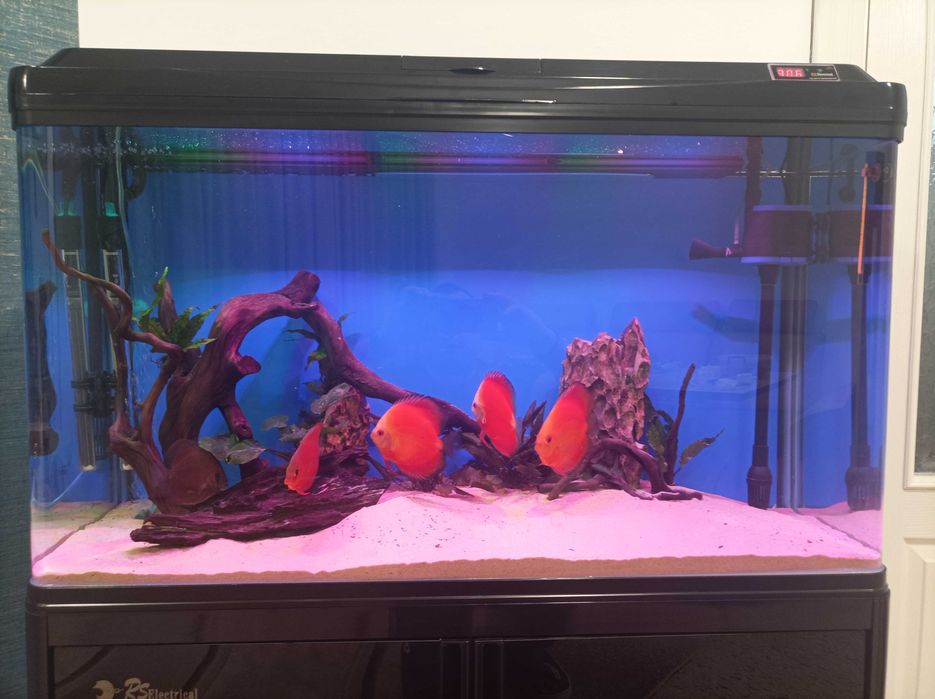Аквариум с дискуси