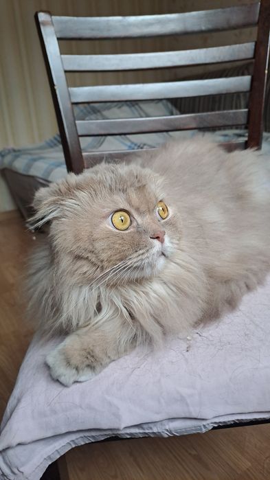 Отдам кота в добрые руки