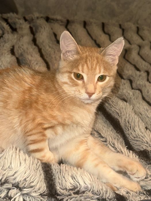 Котенок 3мес/Мальчик