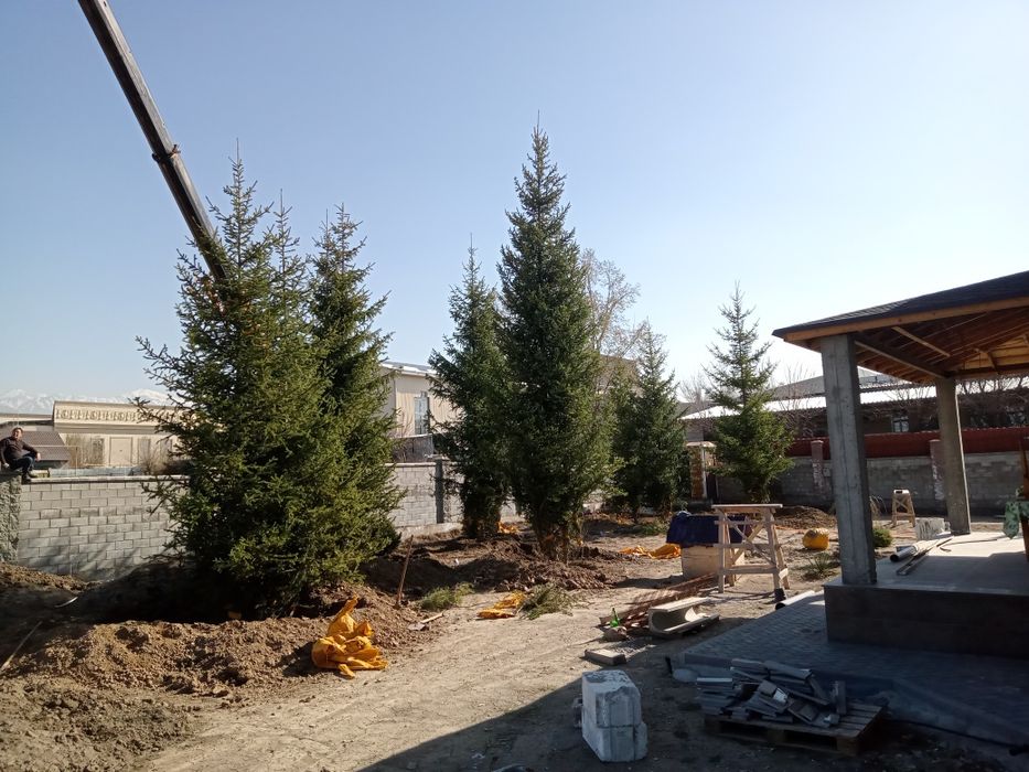 Ёлки разных размеров