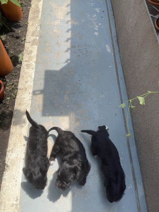 Domez catei negri cu mamica